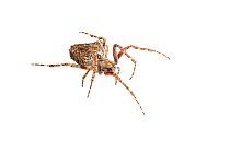 Orb Weaver spider (Araneidae) Parabara, Guyana. Meetyourneighbours.net project