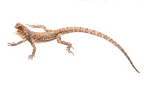 Mop-headed lizard (Uranoscodon superciliosus) Surama, Guyana. Meetyourneighbours.net project