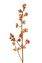 Unidentified orchid (Orchidaceae) Parabara, Guyana. Meetyourneighbours.net project