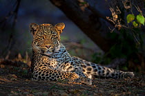 Young male African Leopard (Panthera pardus pardus) resting in the shade. Mashatu, Botswana, July.
