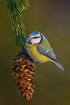 RF- Blue tit (Cyanistes caeruleus) perched on spruce cone. Tomter, Southern Norway. January. (This image may be licensed either as rights managed or royalty free.)