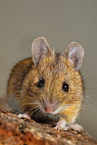 RF- House mouse (Mus musculus) close-up portrait. Southern Norway. January. (This image may be licensed either as rights managed or royalty free.)