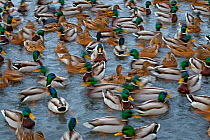 Mallard ducks (Anas platyrhynchos) large group feeding, motion blur image, Southern Norway. January.