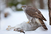 Female northern goshawk (Accipiter gentilis) standing on Mountain hare (Lepus timidus) prey. Southern Norway, January.
