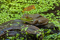 Bullfrog (Rana catesbeiana) in pond, New York, USA, September.