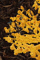 Slime mold, unidentified species of Mycetozoa, New york, USA, July.