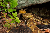 Timber rattlesnakes (Crotalus horridus) gravid females basking to bring young to term, Common gartersnake, (Thamnophis sirtalis) also visible in the group, Pennsylvania, USA, July.