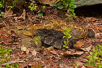 Timber Rattlesnakes (Crotalus horridus) gravid females basking with gravid Common garter snake (Thamnophis sirtalis) Pennsylvania, USA, July.
