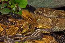 Timber rattlesnakes (Crotalus horridus) gravid females basking with Common gartersnake (Thamnophis sirtalis) also visible in the group. Pennsylvania, USA, July.