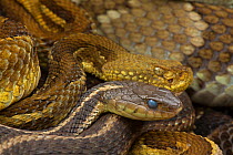 Timber rattlesnakes (Crotalus horridus) and Common gartersnake (Thamnophis sirtalis) gravid females, Pennsylvania, USA, July.