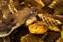 Timber Rattlesnakes (Crotalus horridus) gravid females basking with Common garter snake (Thanophis sirtalis) Pennsylvania, USA, July.
