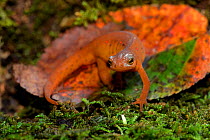 Red-spotted newt (Notophthalmus viridescens) red eft (terrestrial phase), New York, USA, July.