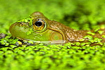 Bullfrog (Rana catesbiena) in pondweed, New York, USA, July.