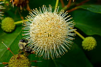Bumblebee (Bombus) on Buttonbush (Cephalanthus occidentalis) covered in dew seeking nectar and carrying pollen, New York, USA, July.