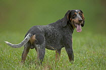 Bluetick coonhound, male panting, Pennsylvania, USA, June.