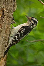 Hairy Woodpecker (Picoides villosus) at nest, New York, USA, June.