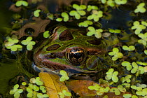 Leopard frog (Lithobates pipiens) in pond, New York, USA, August.