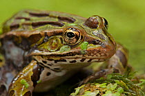 Leopard frog (Lithobates pipiens) covered in pond weed, New York, USA, August.