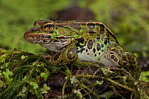 Leopard frog (Lithobates pipiens) covered in pond weed, New York, USA, August.