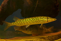 Chain pickerel (Esox niger / reticulatus) with yellow perch in the background, New York, USA. Captive.