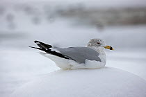Ring-billed Gull (Larus delawarensis) in snow, New York, USA, January.