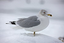 Ring-billed Gull (Larus delawarensis) in snow, New York, USA, January.