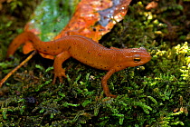Red-spotted newt (Notophthalmus viridescens) red eft or terrestrial phase, New York, USA, July.