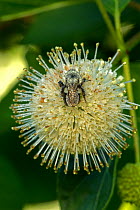 Bumblebee (Bombus) on Buttonbush (Cephalanthus occidentalis) covered in dew, New York, USA, July.