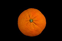 Clementine, variety of mandarin