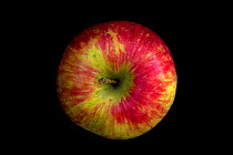 Honeycrisp Apple, developed in Minnesota, 1961.  Cross between 'Keepsake' and 'Unknown'.