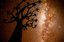 Kokerboom or Quiver Tree (Aloe dichotoma) at night with starry sky, Kalahari, Namibia.