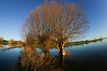 Crack Willows (Salix caprea) at dawn in extensive 60 sq mile flooding of Somerset Levels, England, UK, 11th January 2014.