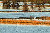 Van driving through floods in Somerset Levels January 2014 near Burrowbridge, England, UK, 11th January 2014.