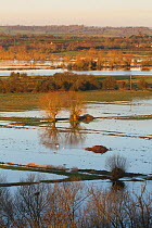 Landscape with Hawthorn trees (Craetegus monogyna) looking north-west from Burrowbridge during January 2014 floods, in Somerset levels, England, UK, 11th January 2014.