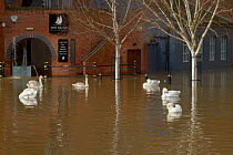 Mute Swans  (Cygnus olor) swimming in Worcester city centre, during February 2014 floods, Worcester, England, UK, 10th February 2014.