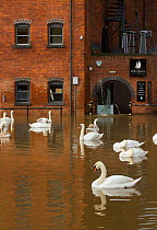 Mute Swans  (Cygnus olor) swimming in Worcester city centre, during February 2014 floods, Worcester, England, UK, 10th February 2014.