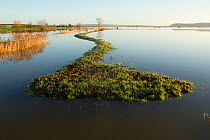 Levee to control flooding on West Sedgemoor RSPB Nature Reserve, Somerset Levels, England, UK, 11th January 2014.