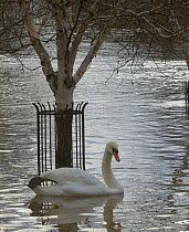 Mute Swan (Cygnus olor) swimming by tree in city centre during February 2014 flooding, Worcester, England, UK, 10th February 2014.