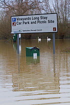 Flooded car park in January 2014 flood, with swimming Mute swans (Cygnus olor) with signs from River Severn, Tewkesbury, Gloucester, England, UK, 8th January 2014.