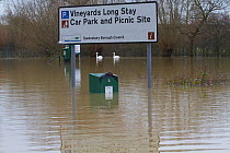 Flooded car park in January 2014 flood, with swimming Mute swans (Cygnus olor) with signs from River Severn, Tewkesbury, Gloucester, England, UK, 8th January 2014.