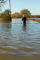 Resident walking through January 2014 floods to Muchelney, Somerset Levels, England, UK, 11th January 2014.