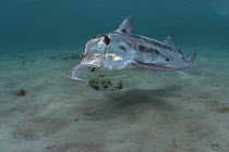 Plownose chimaera (Callorhinchus milii) in shallow water to breed, normally inhabiting deep water, Victoria, Australia.