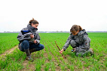 Scientists from the French Wildlife Department (ONCFS) measuring the depth of burows of the common hamster (Cricetus cricetus) in a wheat field, Alsace, France, April 2013