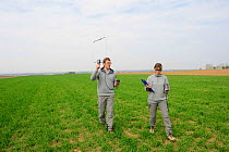 Scientists from the French Wildlife Department (ONCFS) radio tracking the common hamster (Cricetus cricetus) in a wheat field, Alsace, France, April 2013 Model released.
