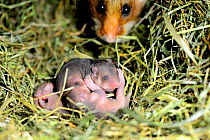 Female common hamster (Cricetus cricetus) with her newborn babies, age 5 days, Alsace, France, captive