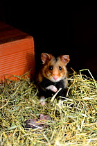 Female common hamster (Cricetus cricetus) with her newborn babies, age 2 days, Alsace, France, captive.