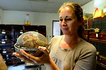 Celine Boulade, carrying Common hamsters (Cricetus cricetus) in sieves during the breeding season, captive, Association 'Sauvegarde Faune Sauvage d'Alsace' (Preserving the wildlife of Alsace) Breeding...