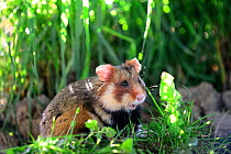 Portrait of a common hamster (Cricetus cricetus) captive, Alsace, France, April.