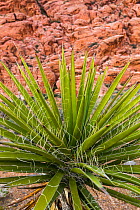 Banana yucca (Yucca baccata) Red Rock Canyon, Clark County, Nevada, USA, March.