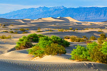 Mesquite Flat Sand Dunes, Death Valley National Park, California, USA, March 2013.